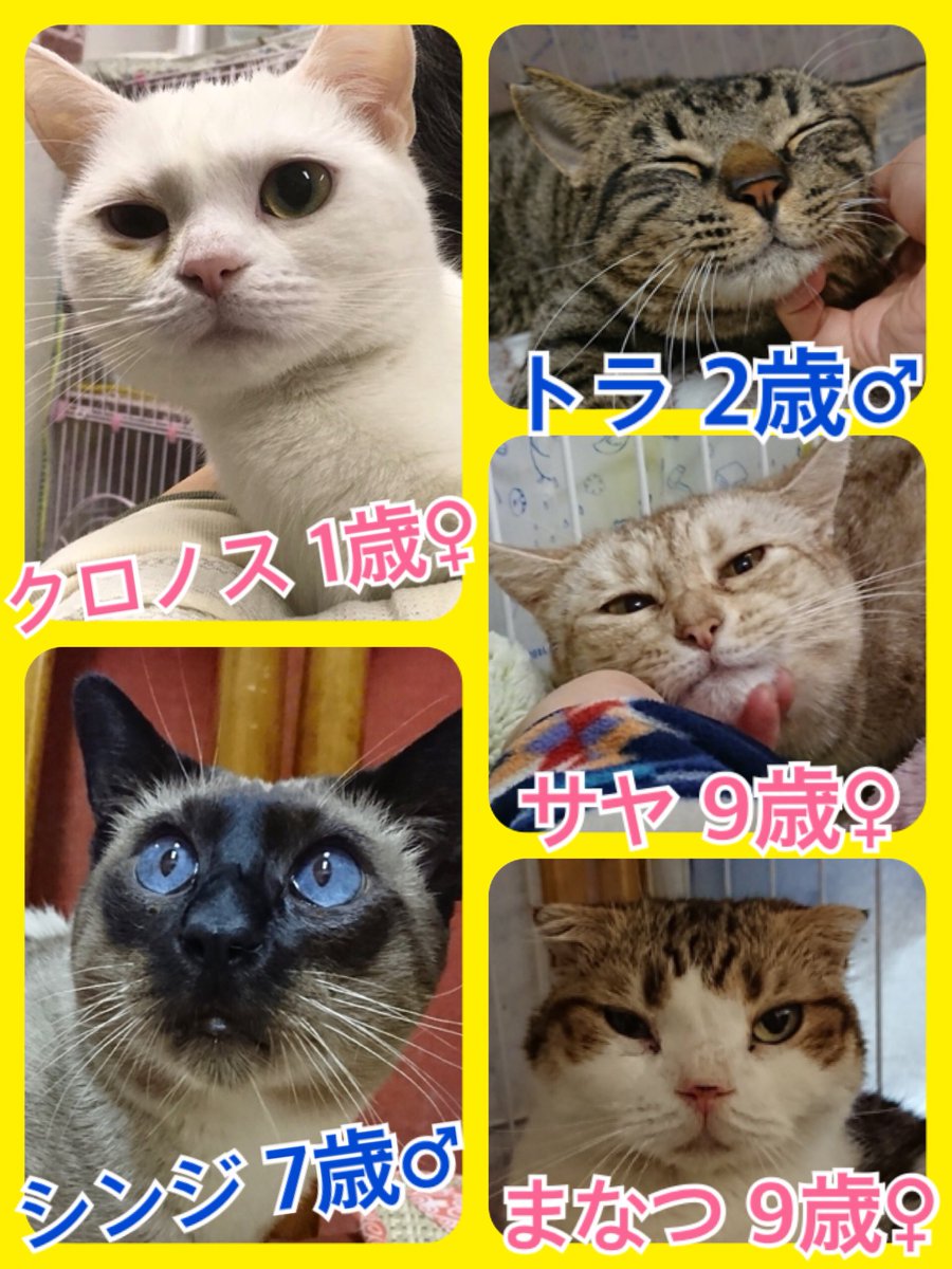 🐱今月も猫ちゃんの卒業強化月間🐾今日の里親様募集中ニャンコ🐱メンバーです🐾2018,12,8